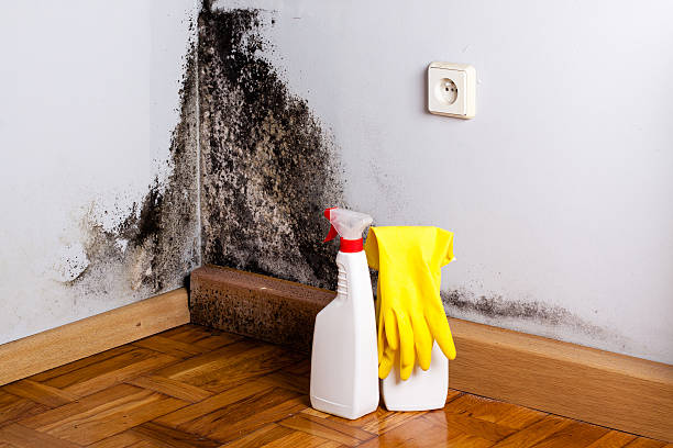 Why You Should Choose Our Mold Remediation Services in Woodbury Heights, NJ